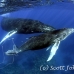 whale_humpback_sb_h_0264_dom0271.jpg